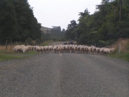 daf�r ist Neuseeland ber�hmt: Schafe ...