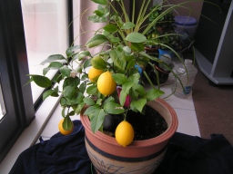 unsere Zitronen