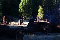 Stump Valley