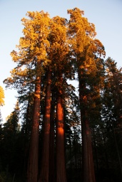 die ber�hmten Redwoods